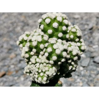 หน่อเด็ดสด แมมโอรุกะ 1 หน่อ  Mammillaria gracilis oruga Cactus แคคตัส กระบองเพชร ไม้อวบน้ำ ไม้กราฟ ราคาถูก​