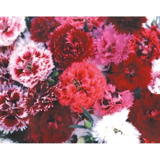 เมล็ดพันธุ์ ดอกผีเสื้อ ดอกซ้อน คละสี ( Mix Dianthus Seed ) บรรจุ 50 เมล็ด