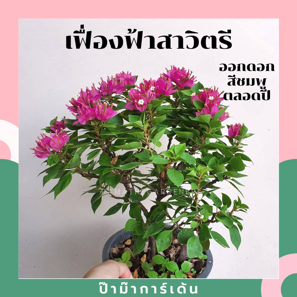 มุมมอง 4