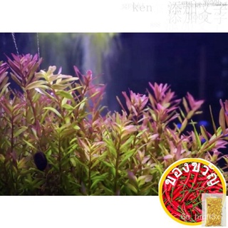 Rotala Fujian 8stem (AquaticLifeShop)鲜花/向日葵/芹菜/男装/文胸/帽子/上衣/生菜/手链/头饰/ ERBA