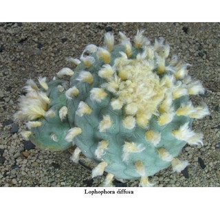 Lophophora diffusa (5 seeds)