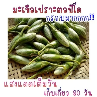 100 เมล็ด มะเขือเปราะตอปิโด กรอบมากๆ