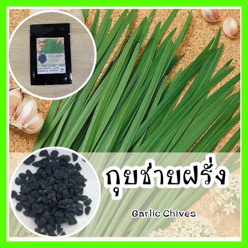 พร้อมส่ง ❗ รหัส 106 เมล็ดพันธุ์ OP แท้   ต้นกุยช่ายฝรั่ง - Garlic Chives เมล็ดพันธุ์ผัก ต้นกุยช่าย เมล็ดกุยช่าย เมล็ดผัก