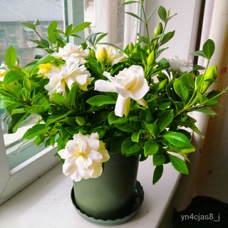 （อัตราการปลูกสูง）100% Gardenia Seeds Cape Jasmine Fragrant Flower Seeds บรรจุ 100 เมล็ด เมล็ดพันธุ์แท้ เมล็ดดอกไม้สวย Fl