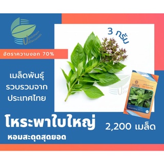 โหระพาใบใหญ่ (Sweet Basil)