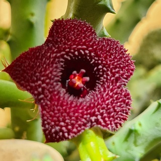 เก๋งจีนดอกแดงเข้ม (Huernia pendurata) กิ่งเด็ดสด, ไม้อวบน้ำ, แคคตัส, cactus