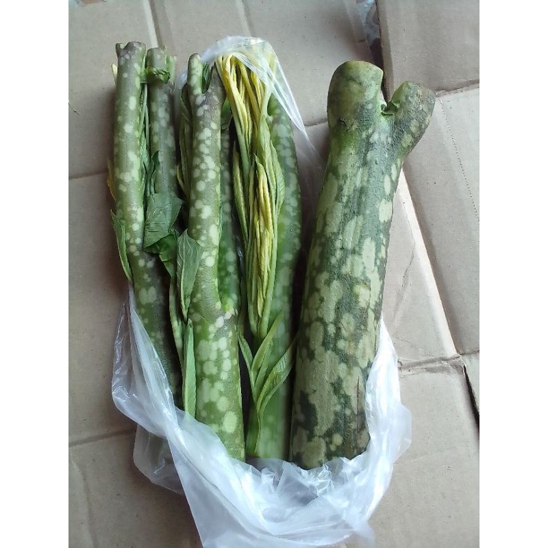 จำหน่ายบุกบ้านและบุกป่าของกินพื้นบ้านสดๆปลอดสารพิษ100%ราคาต้นละ15บาท