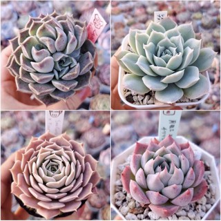 ไม้อวบน้ำ Succulents seed 50เมล็ด 129บาท❗️