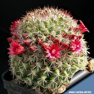 เมล็ด MAMMILLARIA compacticaulis Rep 1047 เมล็ดแคคตัส เมล็ดกระบองเพชร เมล็ดพันธุ์ แคคตัส Cactus seed