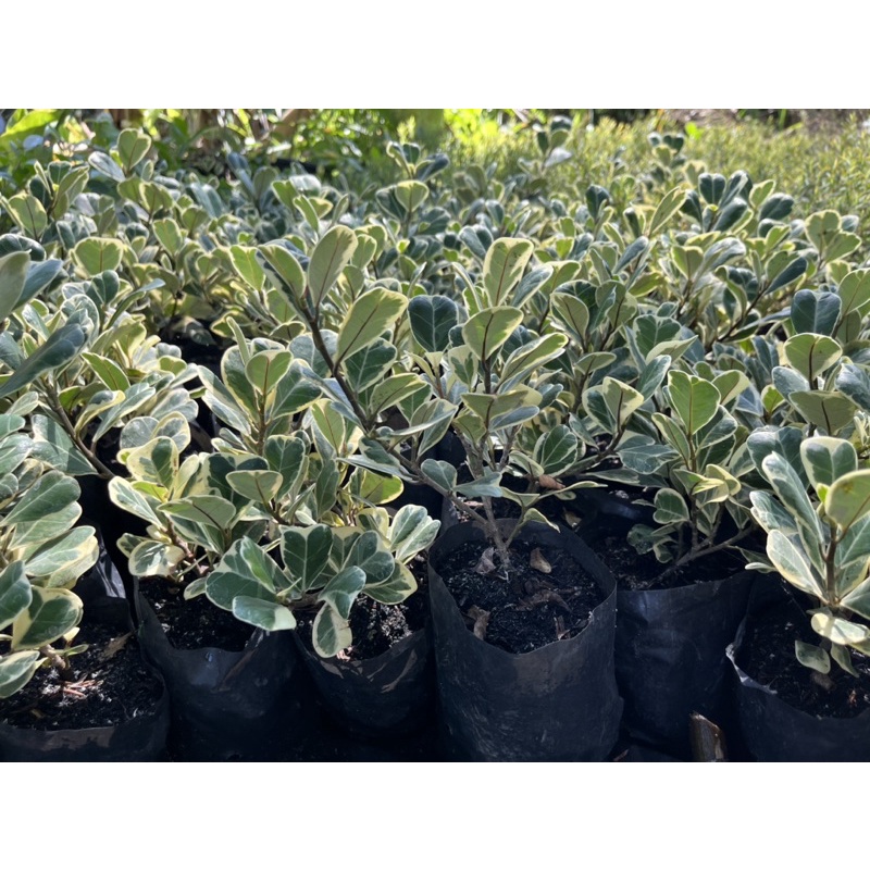 🌿TLPสาริกาล้อมเพชร​ สาริกาลิ้นทองด่าง​ สาริกาเรียกทรัพย์​ the​ little​ plants​