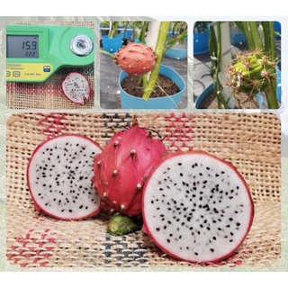 ต้นแก้วมังกร Thick King ( Thick King dragon fruit)  พันธุ์แก้วมังกร Thick King