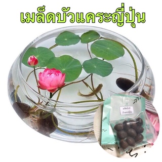 🌱🌷พร้อมส่งจ้า‼️บัวแคระญี่ปุ่น ฟรีปุ๋ยสำหรับบัว และคู่มือการปลูก🌸🌸