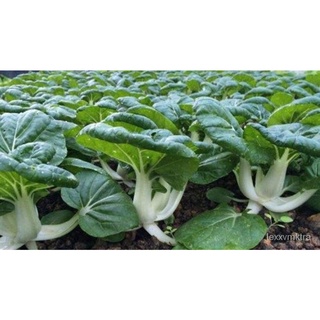 Buy 1 Free 1 150 seeds Nai Bak Milky White Bak Choy Dwarf Brassica Rapa Genuine Premium Seeds芹菜/种子/内裤/手链/母婴/seeds/上衣/通心菜