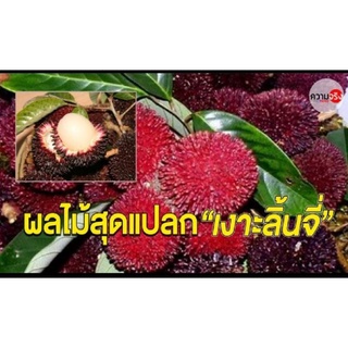 เงาะลิ้นจี่/เงาะปูลาซัน​ กิ่งพันธุ์ติดตาสูง50_60cm.