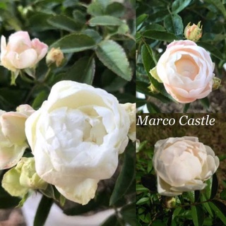 กุหลาบ​ ไวท์มาโครคาสเซิล​ (White​ Macro Castle​ rose)​