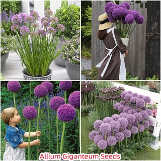 เก็บเงินปลายทาง COD 100 แคปซูลต่อแพ็ค Allium Plant Flower Seeds เมล็ดพันธุ์  ต้นไม้ ไม้ประดับ เมล็ด ไม้ดอก พันธุ์ไม้ดอก