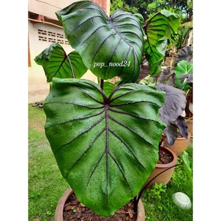 Colocasia Pharaoh’s Mask บอนหน้ากากฟาโรห์ ไม้ปลายไหล *ตัดสด* *มีของแถมทุกคำสั่งซื้อ*