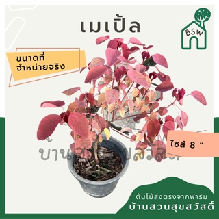 เมเปิ้ล ญี่ปุ่น ใบไม้แดง Acer japonicum Vitifolium (Full Moon Maple)