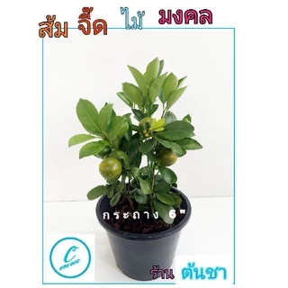 🍭ส้มจี๊ด หรือ ส้มมะปี๊ด ปักกิ่งชำ ติดลูกทุกต้น