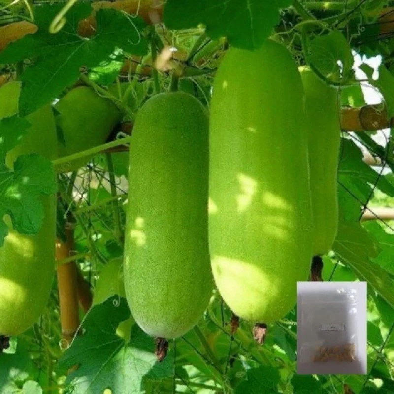 เมล็ดพันธุ์ เมล็ดเเฟง 20 เมล็ด [10 เเถม 1คละได้ ]