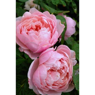 30 เมล็ด เมล็ดพันธุ์ กุหลาบ พันธุ์ The Alnwick Rose Seeds ดอกใหญ่ นำเข้าจากต่างประเทศ จัดส่งพร้อมคู่มือ