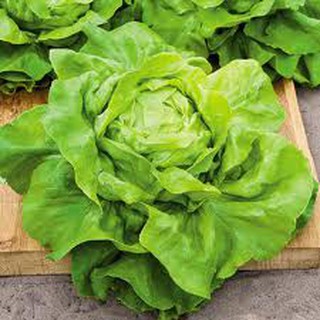 เมล็ด ผักสลัด บัตเตอร์คลั้น - Buttercrunch Lettuce