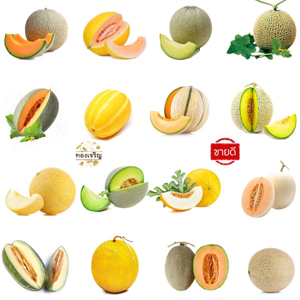 เมล่อน📌รวมเมล่อนทุกสายพันธุ์🎯ถูกที่สุด 10 บ.🎯เมล็ดพันธุ์เมล่อน3-10👉งอกง่าย ☘️โตไว👉ลูกโต☘️รสหวาน