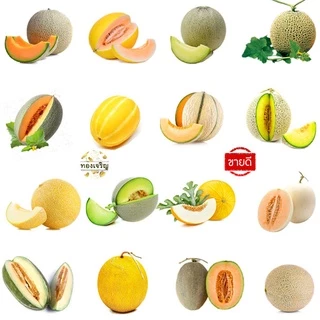 เมล่อน📌รวมเมล่อนทุกสายพันธุ์🎯ถูกที่สุด 10 บ.🎯เมล็ดพันธุ์เมล่อน3-10👉งอกง่าย ☘️โตไว👉ลูกโต☘️รสหวาน