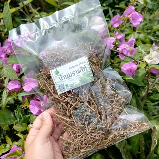 น้ำนมราชสีห์ อบแห้ง ขนาด 50/100 กรัม ช่วยขับน้ำนม บำรุงน้ำนม