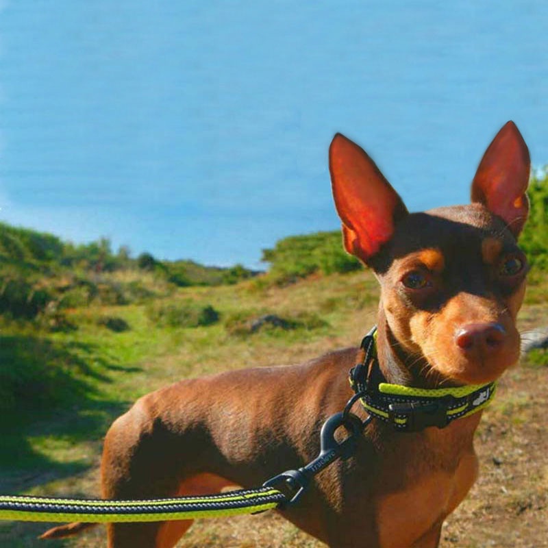 truelove-reflective-soft-dog-collar-and-leash-set-nylon-adjustabele