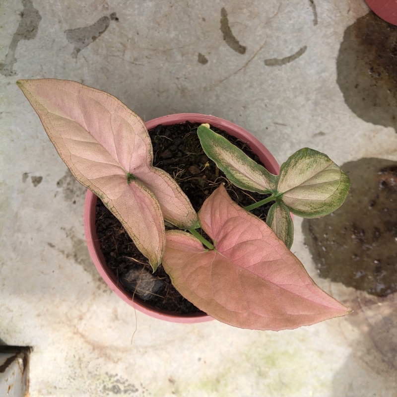 เงินไหลมาด่างชมพู ( Syngonium Podophyllum Pink Splash )