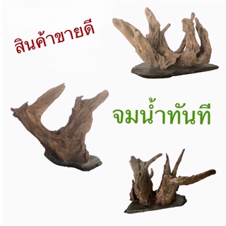 ไม้ติดหิน จมน้ำทันที ขอนไม้แต่งตู้ปลา รากไม้ ขอนไม้ driftwood