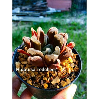 H.obtusa ‘redcheer’ A069