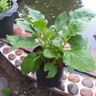 มะเขือเปราะเจ้าพระยา(Chao phaya eggplant)หรือมะเขือเผาะ พืชสวนครัว