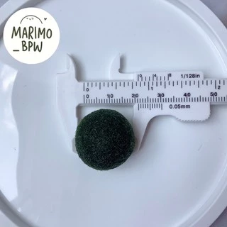 [แท้ 💯%]💚มาริโมะ สายพันธุ์ญี่ปุ่น ขนาด 1.6-2.5 cm💚