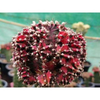 หน่อเด็ดสด 1 หน่อ Pink​ Japan Gymno Cactus ยิมโน พิ้งค์เจแปน ด่าง แคคตัส กระบองเพชร ไม้อวบน้ำ ไม้กราฟ ราคาถูก​