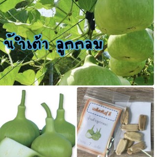 เมล็ดพันธุ์ น้ำเต้าลูกกลม Round gourds น้ำเต้า (ซื้อ 10 แถม 1 คละอย่างได้)