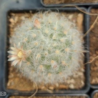 Mammillaria Bocasana hybrid(ขนแกะลูกผสม) กระถาง 4"