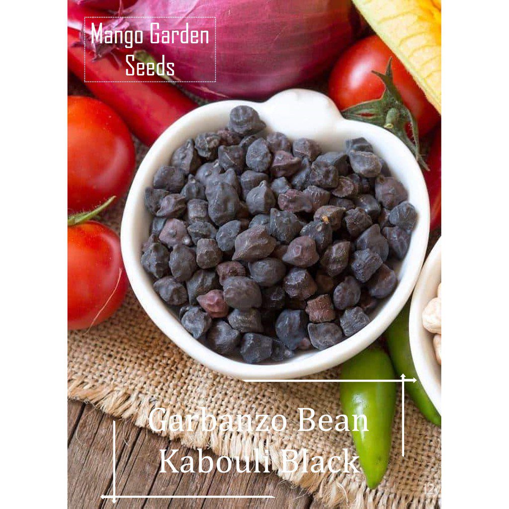 (ready stock)*Rare* Kabouli Black Garbanzo Bean Seeds 20 Seed *Pot Friendly* Tanam Pasu, Black