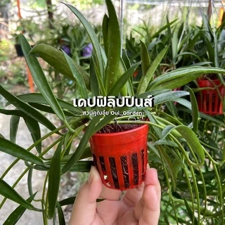 รวมต้นไม้ใส่ตะกร้อ2นิ้วคละสี พวงใหญ่ต้นแน่น เดปแตงโม โฮย่าคาร์โนซ่า เดปกระดุม เดปฟิลิปปินส์ เดปแอปเปิ้ล เดปด่าง เดปเขียว