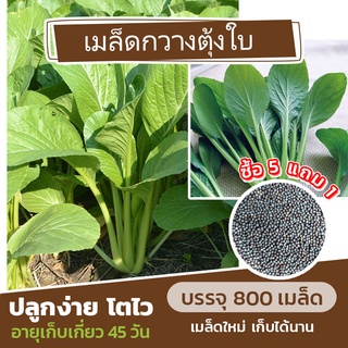 เมล็ดพันธุ์ผักกวางตุ้งใบ 800 เมล็ด🌿 (ซื้อ 5 แถม 1)