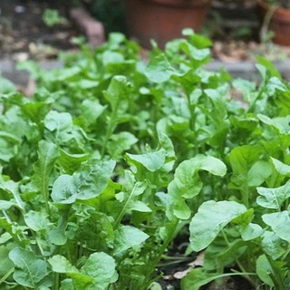 เมล็ดพันธุ์ ผักร็อคเก็ต Slow Bolt Arugula Seed บรรจุ 500 เมล็ด คุณภาพดี ของแท้ 100%