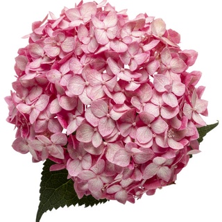 20 เมล็ด เมล็ดไฮเดรนเจีย Hydrangea Seeds สีชมพู ไฮเดรนเยียสายพันธุ์ฝรั่งเศส