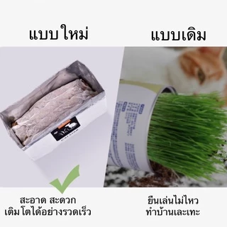 AL-380 ชุดปลูกข้าวสาลี ออร์เเกนิค สำหรับสัตว์เลี้ยง แมว กระต่าย ข้าวสาลีสำหรับสัตว์เลี้ยง ราคาถูก พร้อมส่ง😍🌾