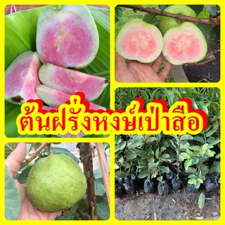 ต้นฝรั่งหงเปาสือ ฝรั่งใส้แดง ต้นพันธุ์ทาบกิ่งสูง 40-50 ซม. แข็งแรง พร้อมปลูก รับประกันพันธุ์แท้ 100%