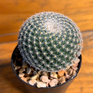 แมม ฯ “ นกฮูก “ ( Mammillaria microthele ) 🦉🦉🦉กลมๆ น่ารั๊ก น่ารัก 🥰
