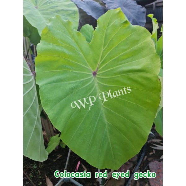 Colocasia red eyed gecko