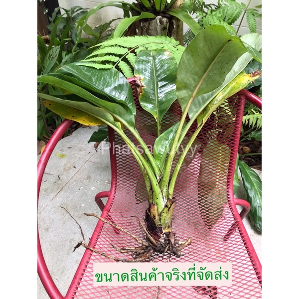 กล้วยผาแดง กล้วยหายาก ลำต้นอวบ ทรงสวย ใช้จัดสวนสวยมากๆ - รูปที่ 4