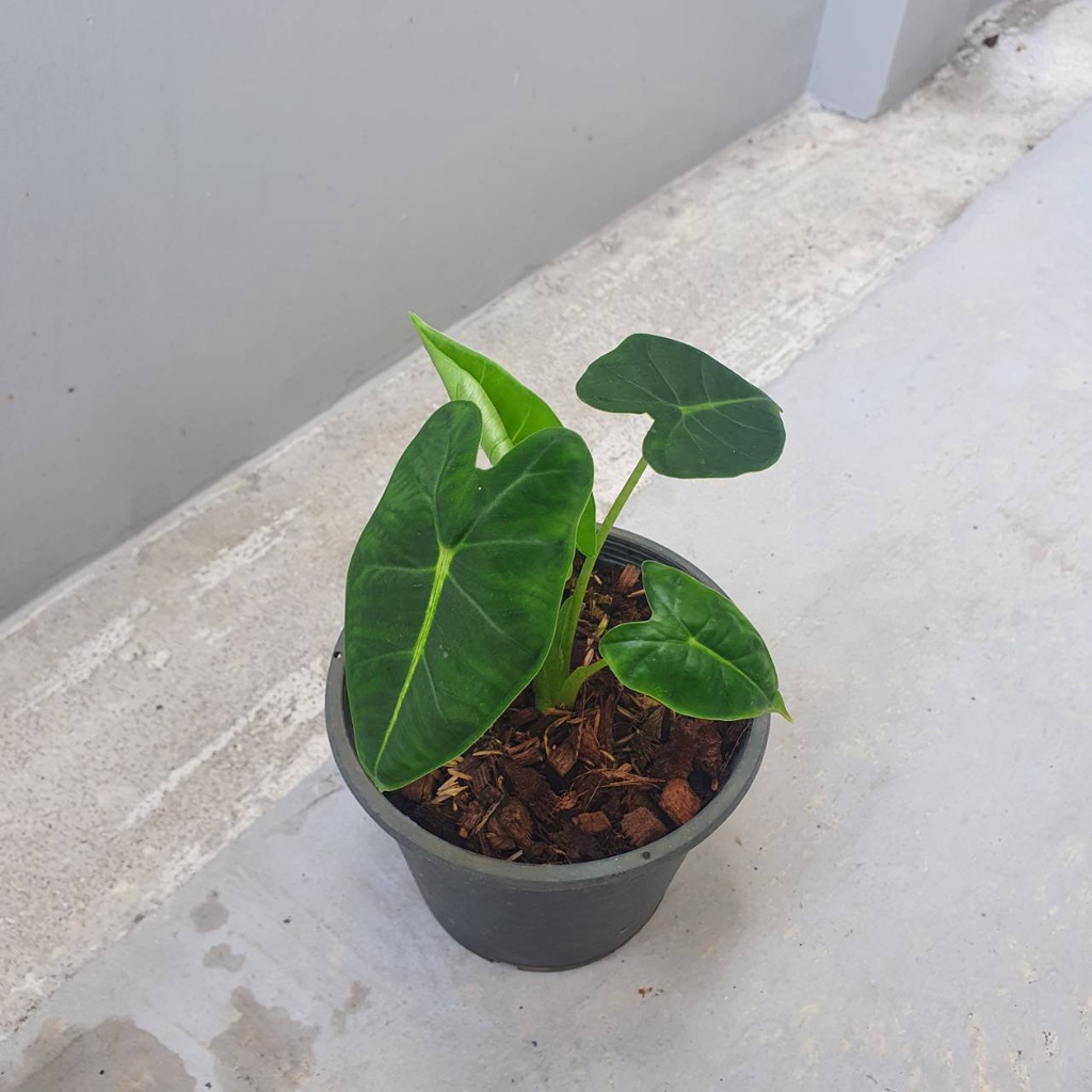 มุมมอง 4