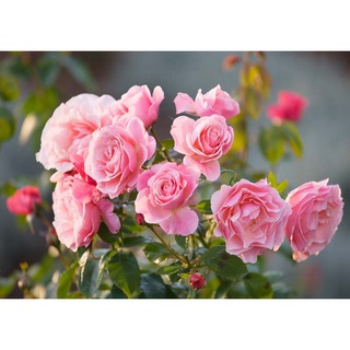 25เมล็ด เมล็ดกุหลาบ อังกฤษ พันธุ์เลื้อย สีชมพู กุหลาบหนู Rose seeds